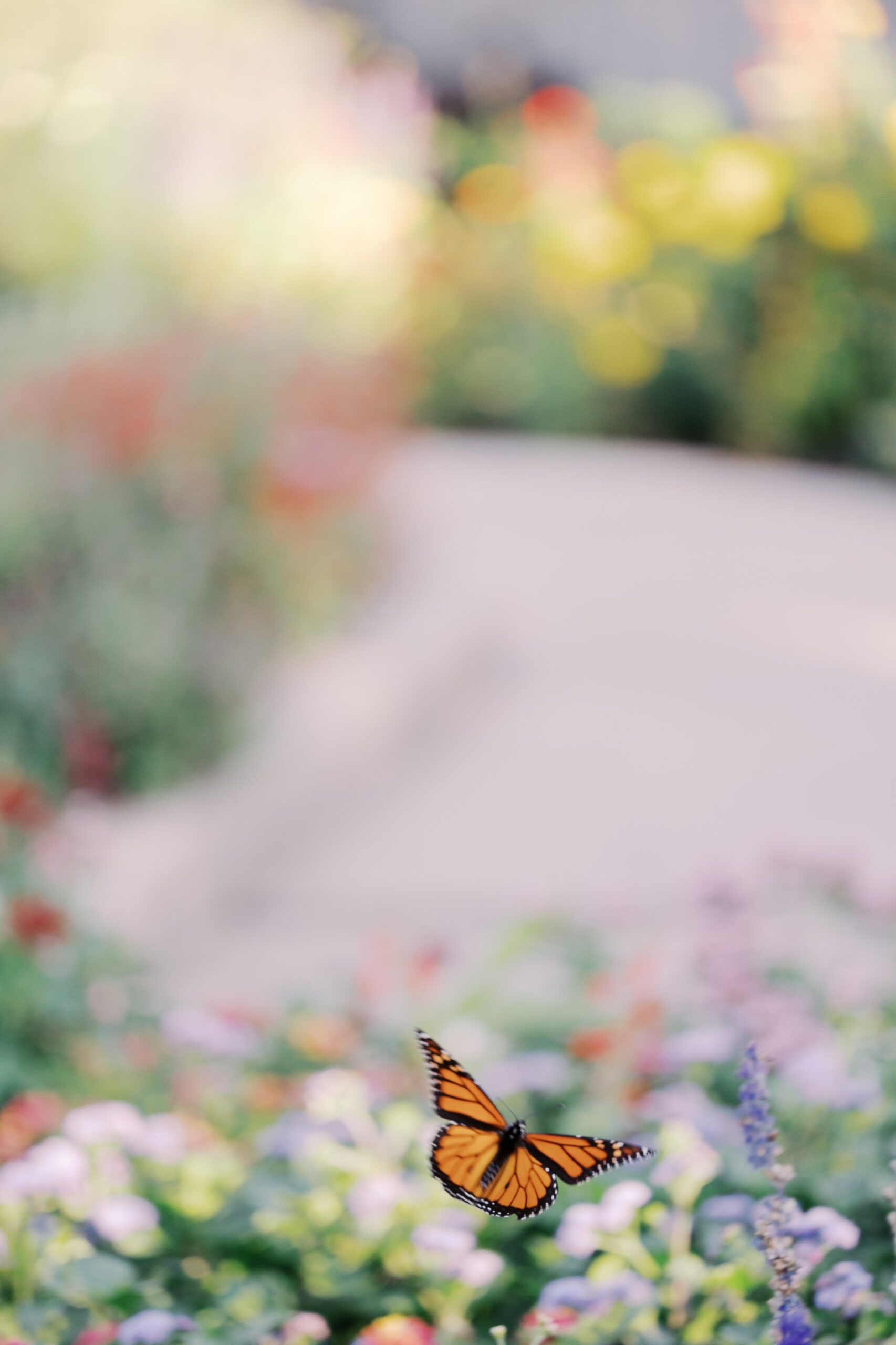 A monarch butterfly flying over garden flowers